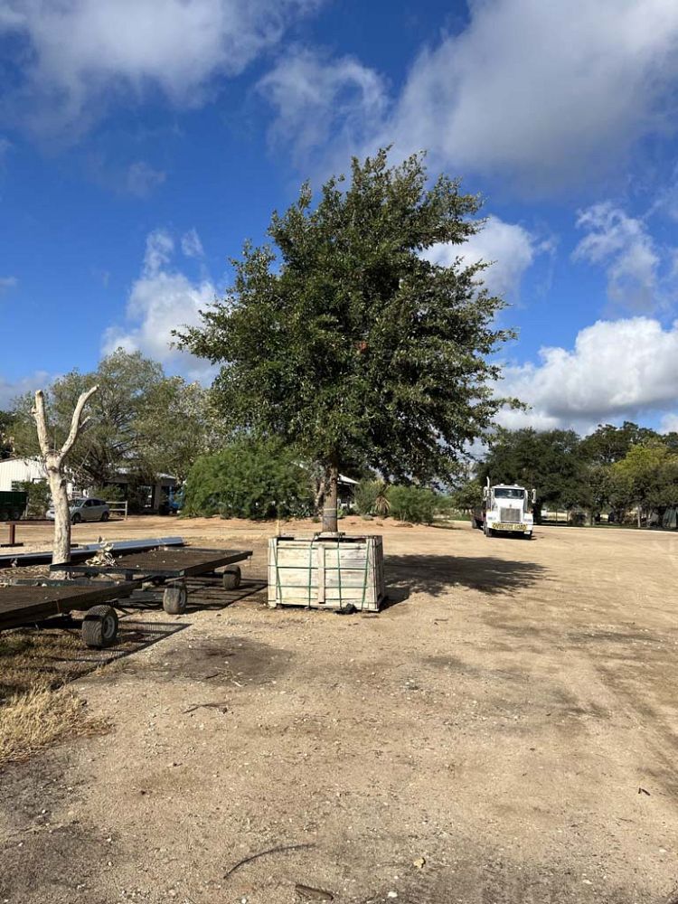 quercus-virginiana-live-oak-southern-oak-tree