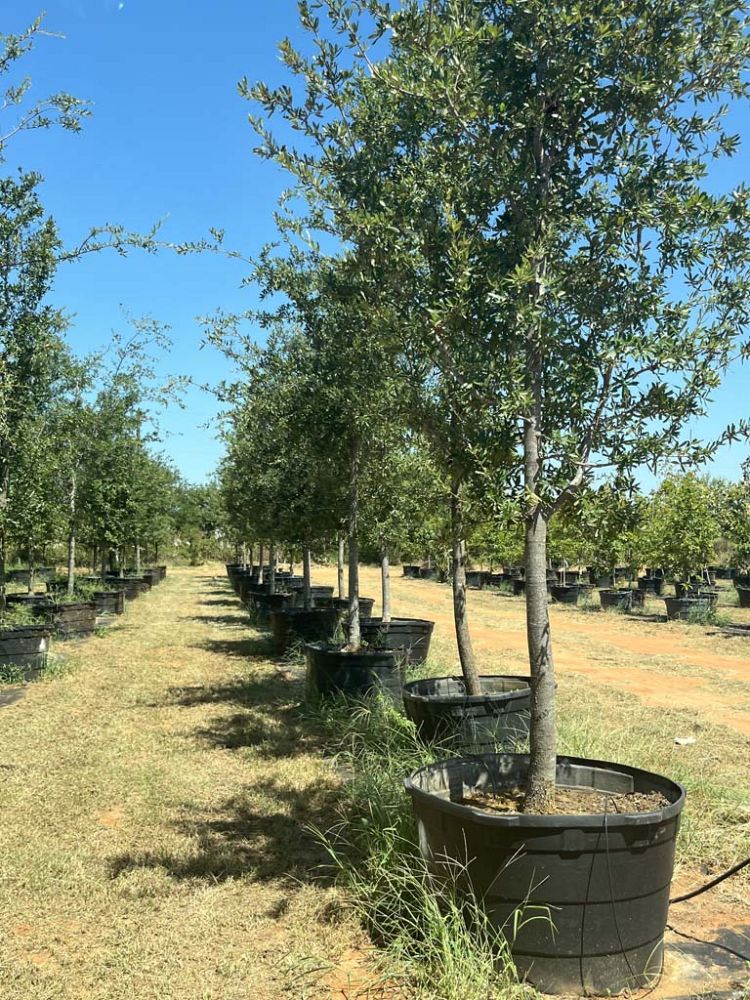 quercus-virginiana-live-oak-southern-oak-tree
