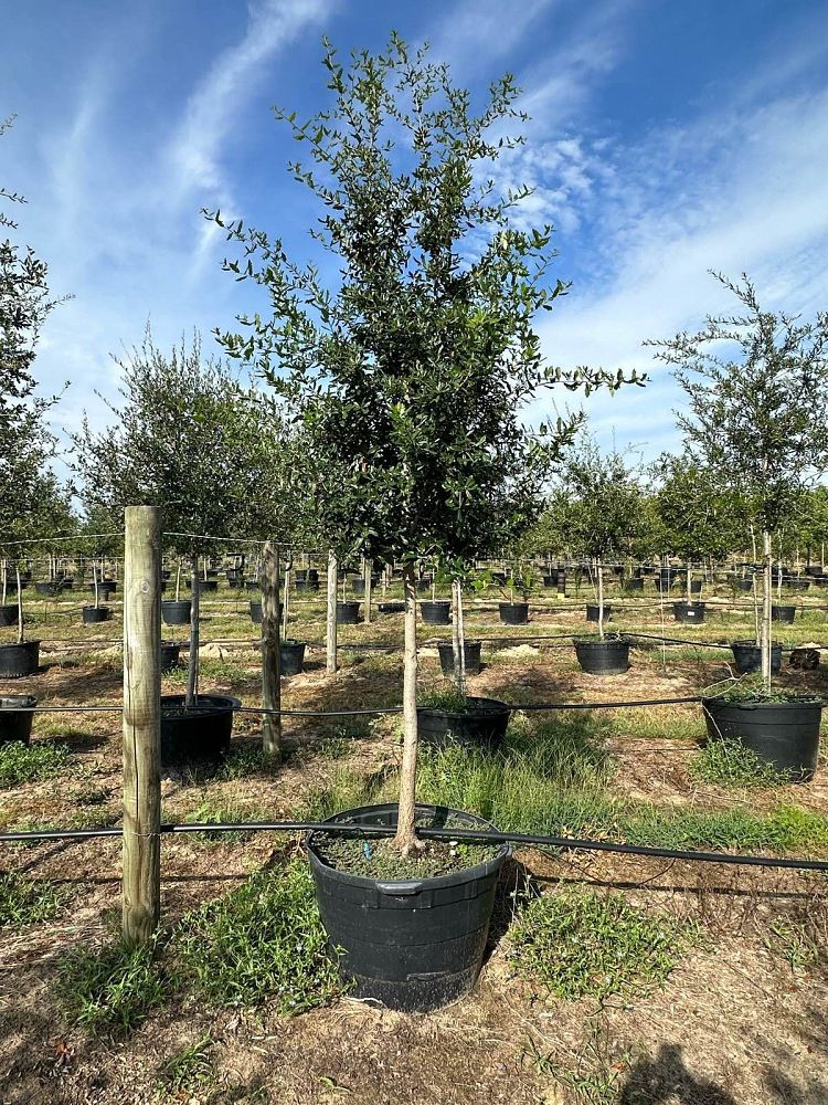 quercus-virginiana-live-oak-southern-oak-tree