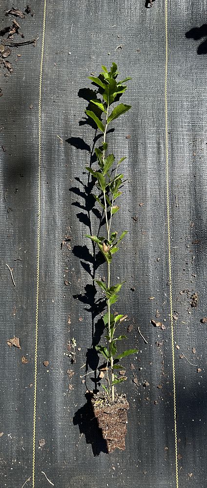 quercus-virginiana-live-oak-southern-oak-tree