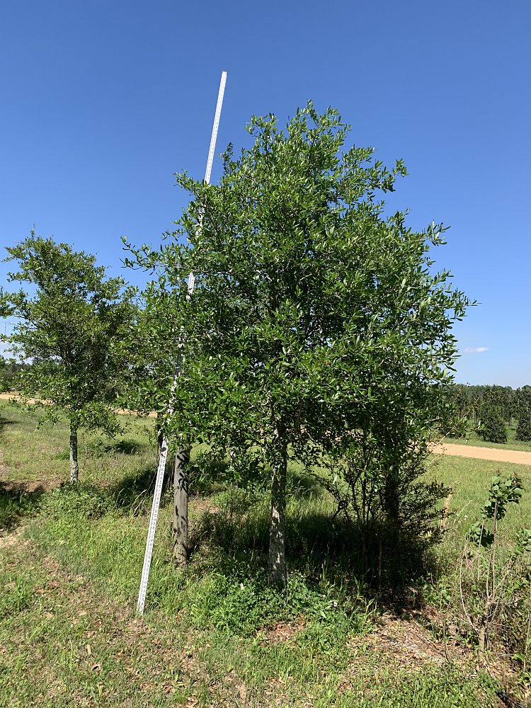 quercus-virginiana-live-oak-southern-oak-tree