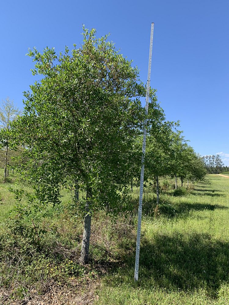 quercus-virginiana-live-oak-southern-oak-tree