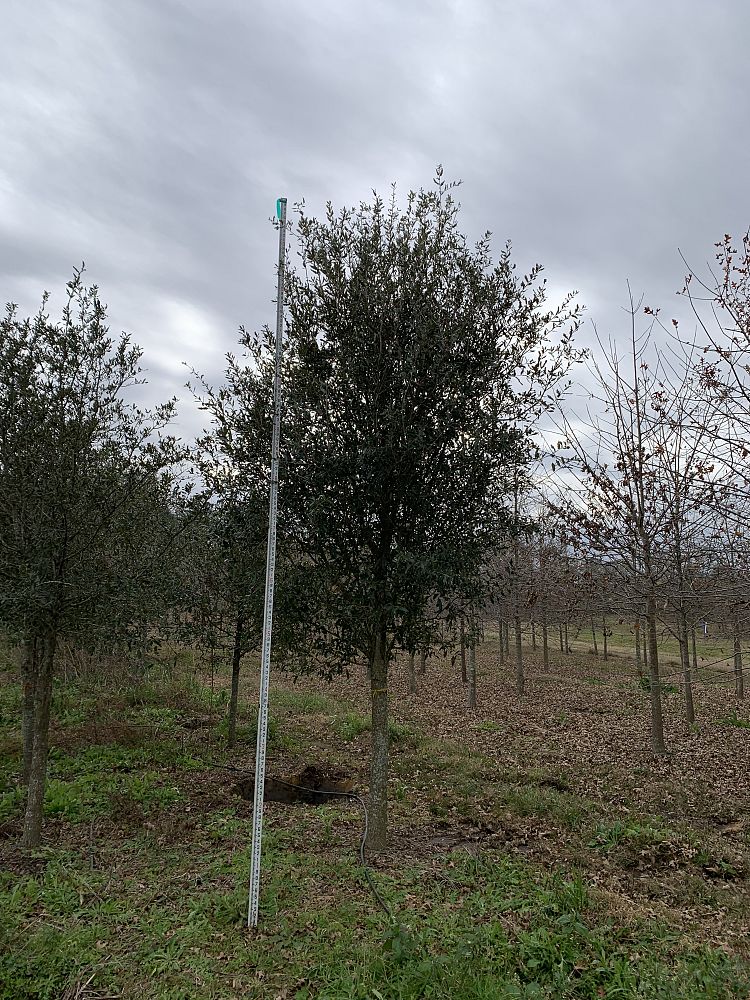 quercus-virginiana-live-oak-southern-oak-tree
