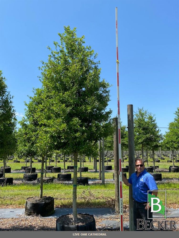 quercus-virginiana-live-oak-southern-oak-tree