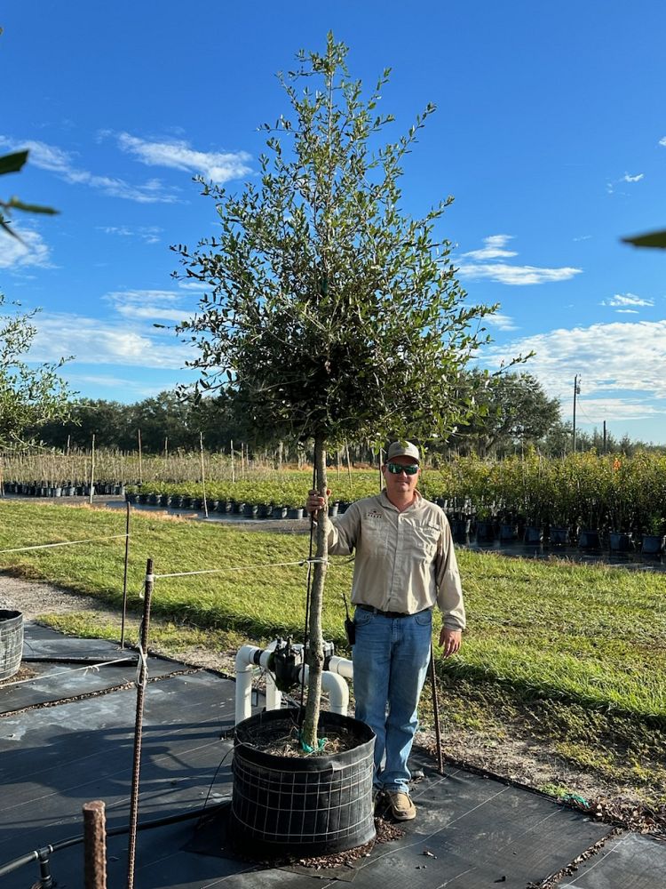 quercus-virginiana-live-oak-southern-oak-tree