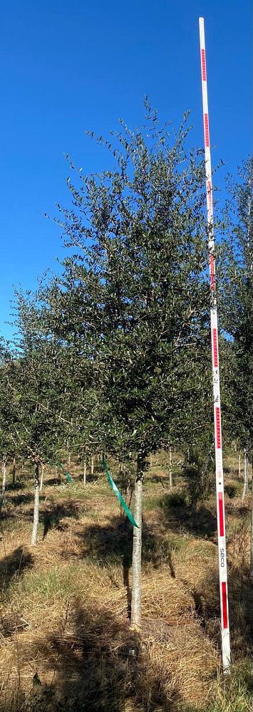quercus-virginiana-live-oak-southern-oak-tree