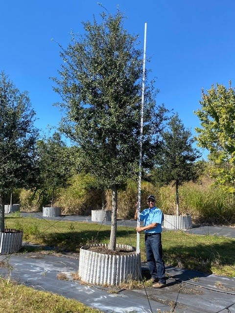 quercus-virginiana-live-oak-southern-oak-tree