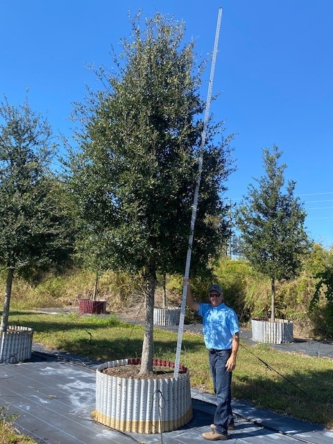 quercus-virginiana-live-oak-southern-oak-tree