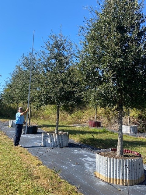 quercus-virginiana-live-oak-southern-oak-tree