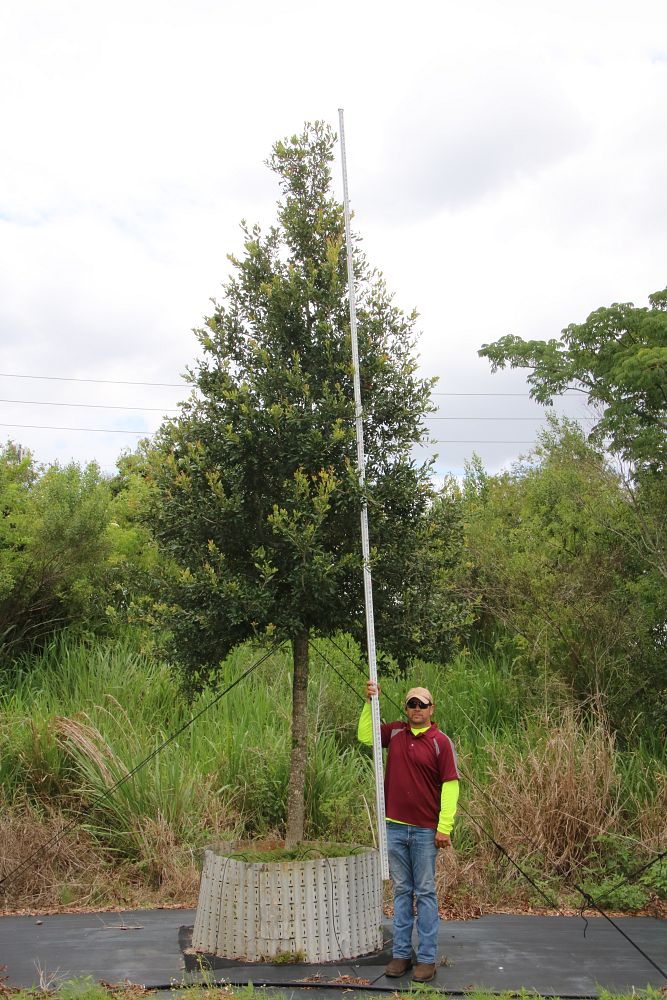 quercus-virginiana-live-oak-southern-oak-tree
