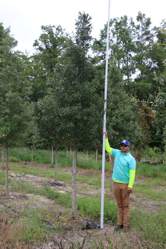 quercus-virginiana-live-oak-southern-oak-tree