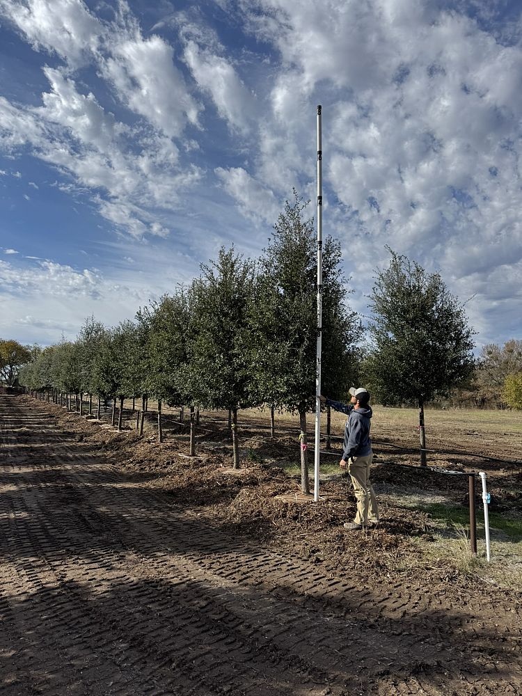 quercus-virginiana-live-oak-southern-oak-tree