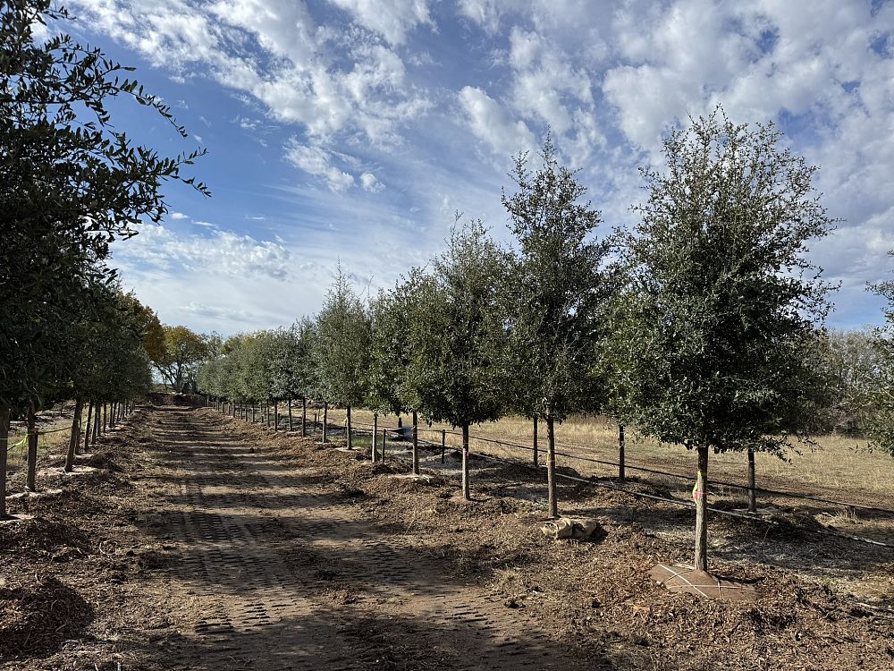 quercus-virginiana-live-oak-southern-oak-tree