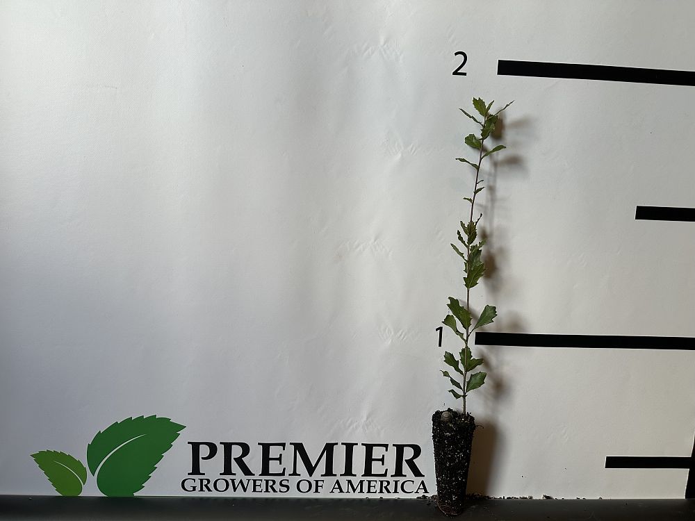 quercus-virginiana-live-oak-southern-oak-tree