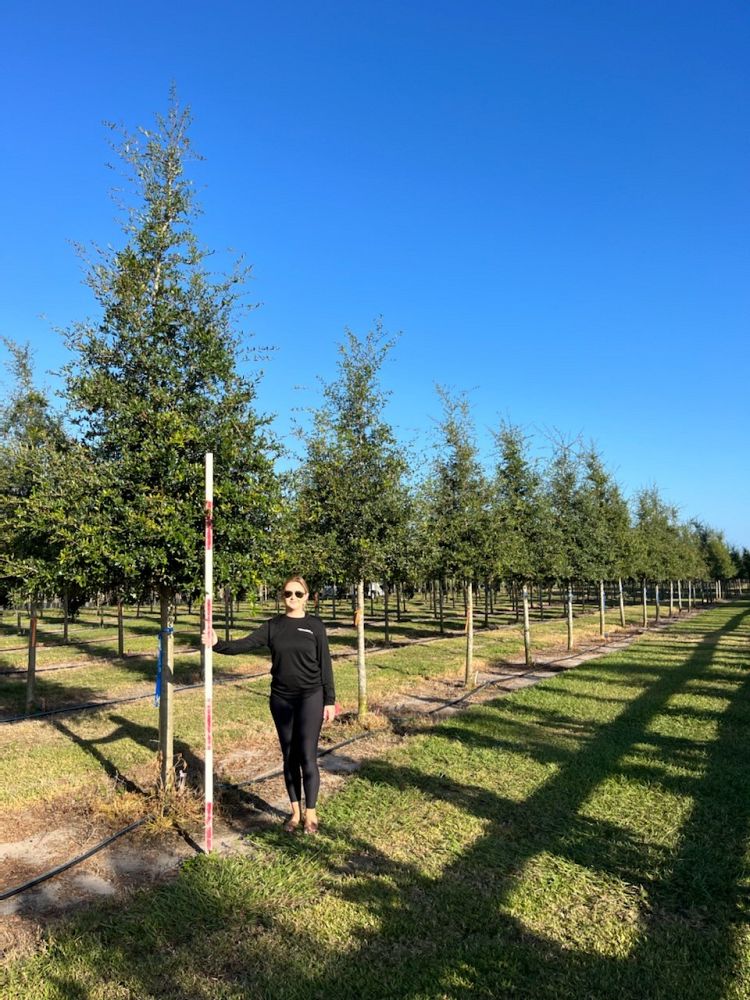 quercus-virginiana-live-oak-southern-oak-tree