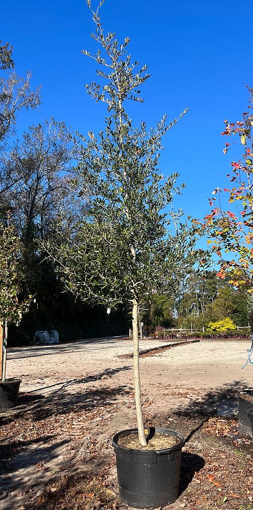 quercus-virginiana-live-oak-southern-oak-tree