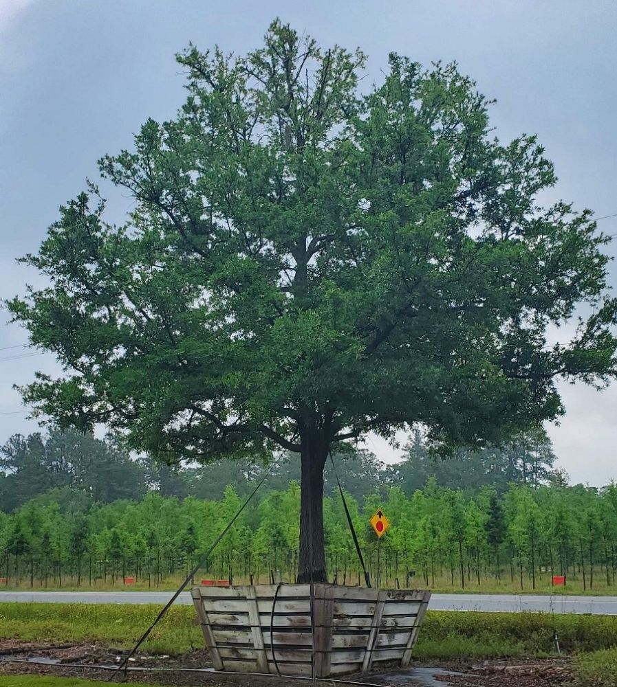 quercus-virginiana-live-oak-southern-oak-tree