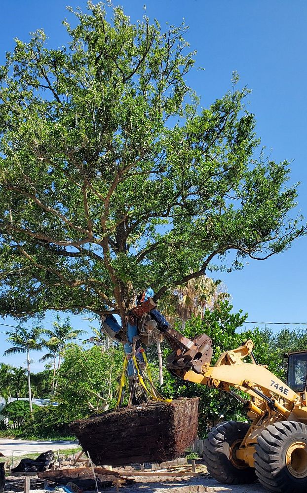 quercus-virginiana-live-oak-southern-oak-tree