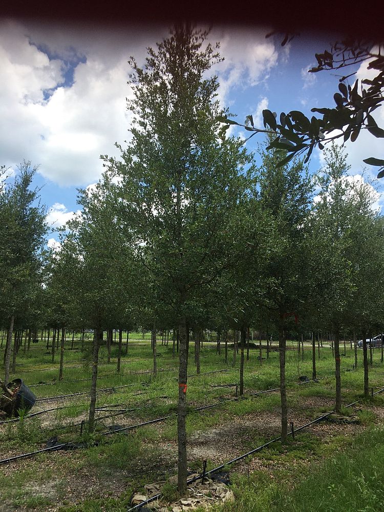 quercus-virginiana-live-oak-southern-oak-tree