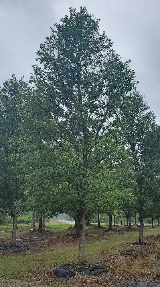 quercus-virginiana-live-oak-southern-oak-tree
