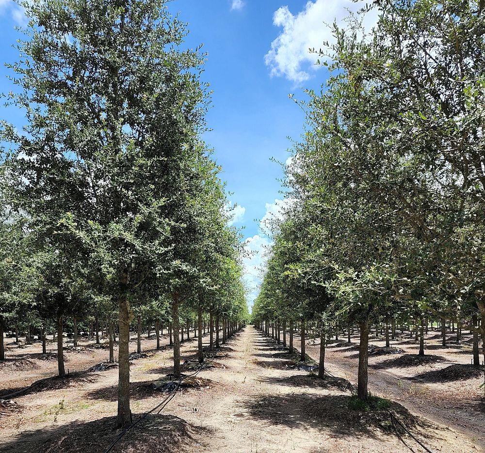 quercus-virginiana-live-oak-southern-oak-tree