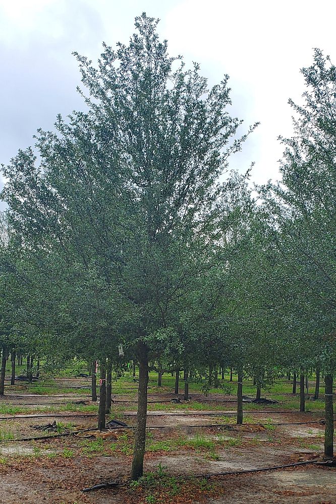 quercus-virginiana-live-oak-southern-oak-tree
