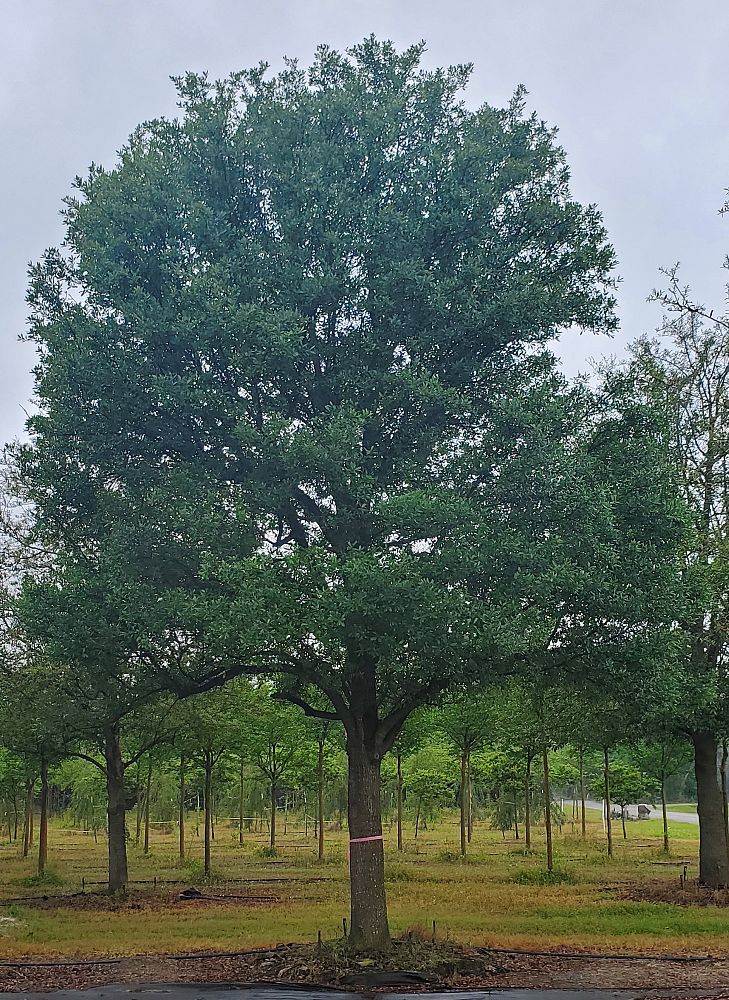 quercus-virginiana-live-oak-southern-oak-tree