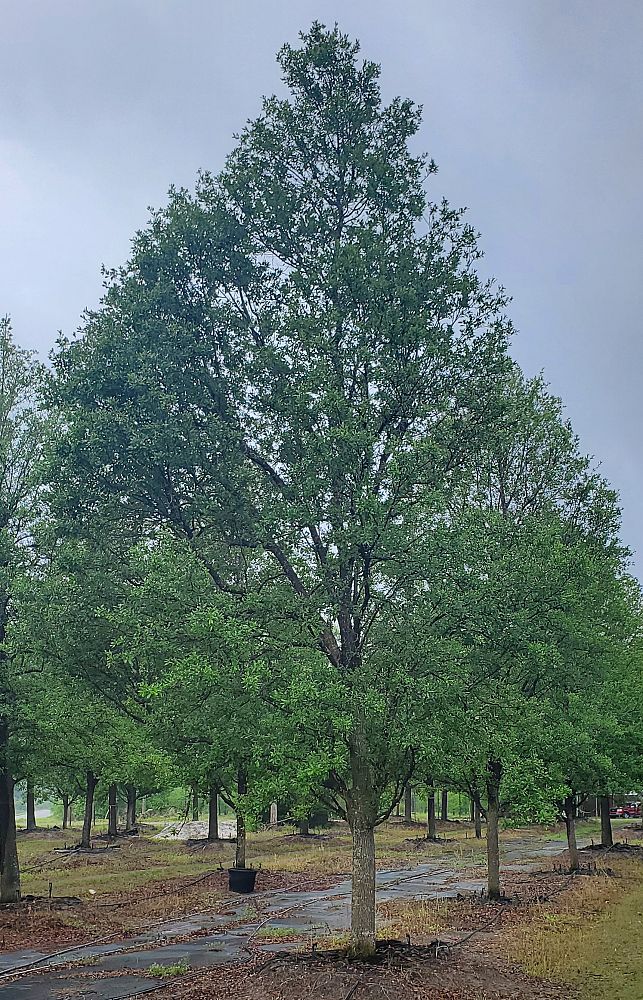 quercus-virginiana-live-oak-southern-oak-tree