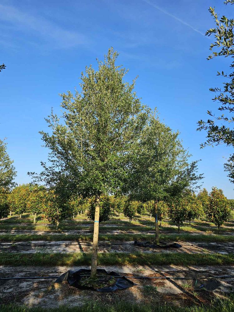 quercus-virginiana-live-oak-southern-oak-tree