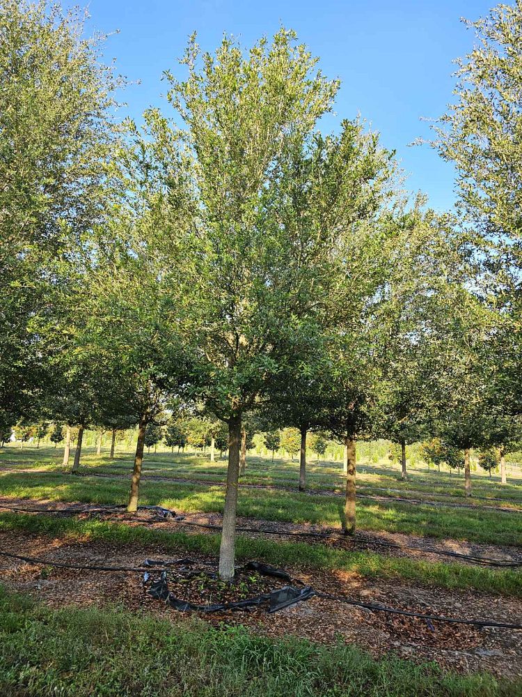 quercus-virginiana-live-oak-southern-oak-tree