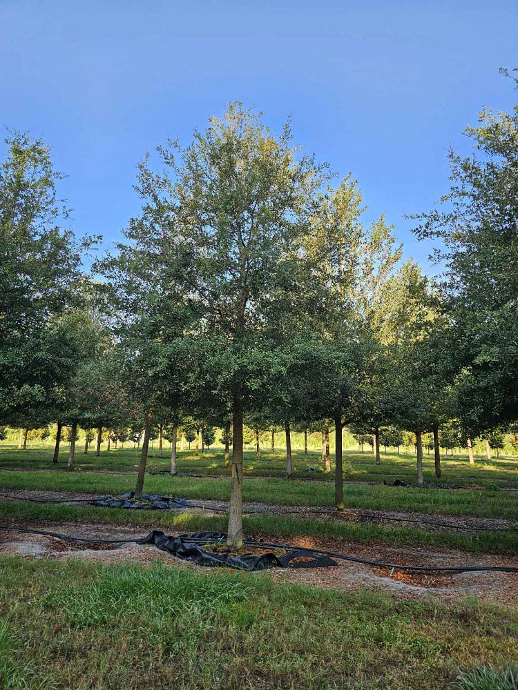 quercus-virginiana-live-oak-southern-oak-tree
