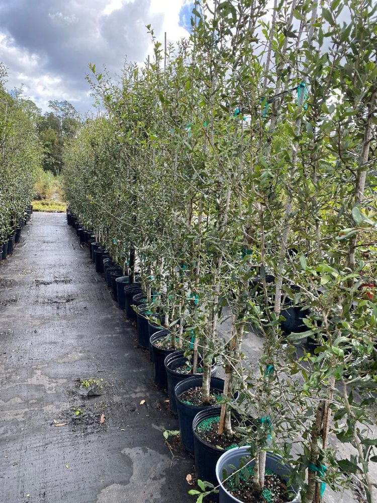 quercus-virginiana-live-oak-southern-oak-tree