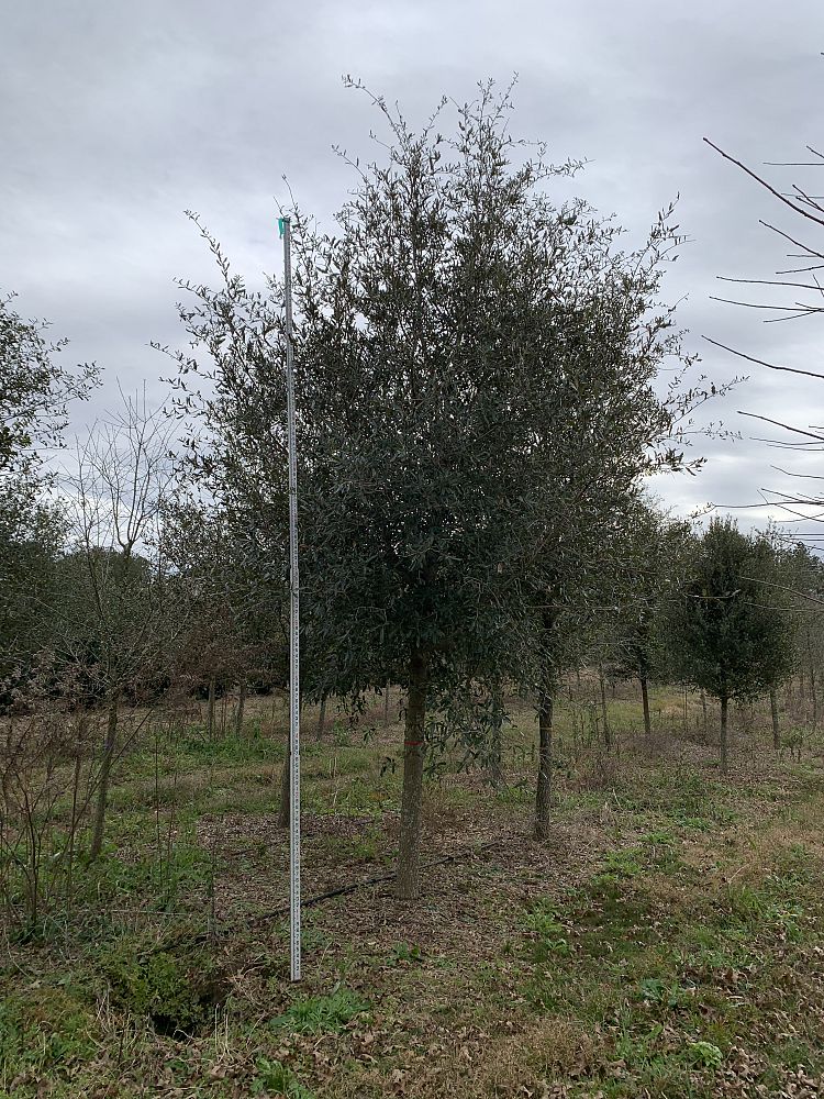 quercus-virginiana-live-oak-southern-oak-tree
