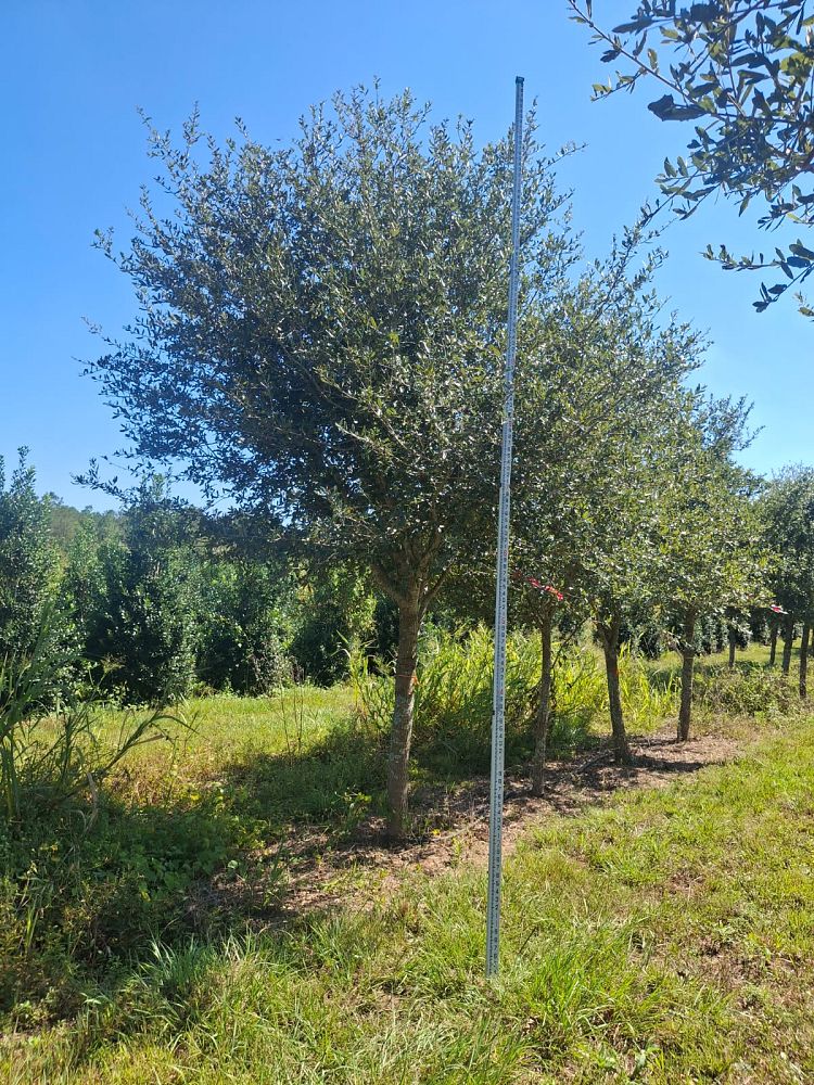 quercus-virginiana-live-oak-southern-oak-tree