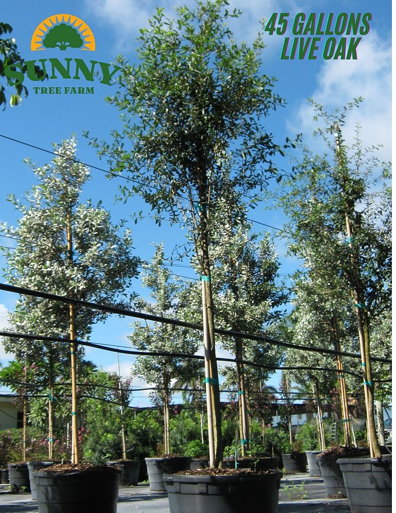quercus-virginiana-live-oak-southern-oak-tree