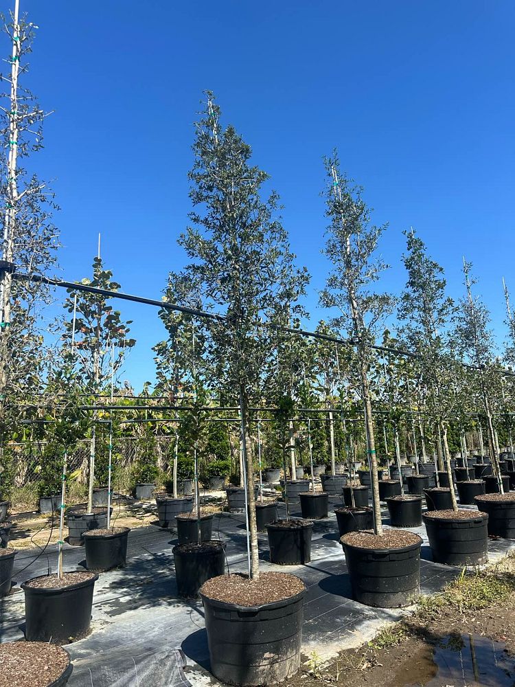 quercus-virginiana-live-oak-southern-oak-tree