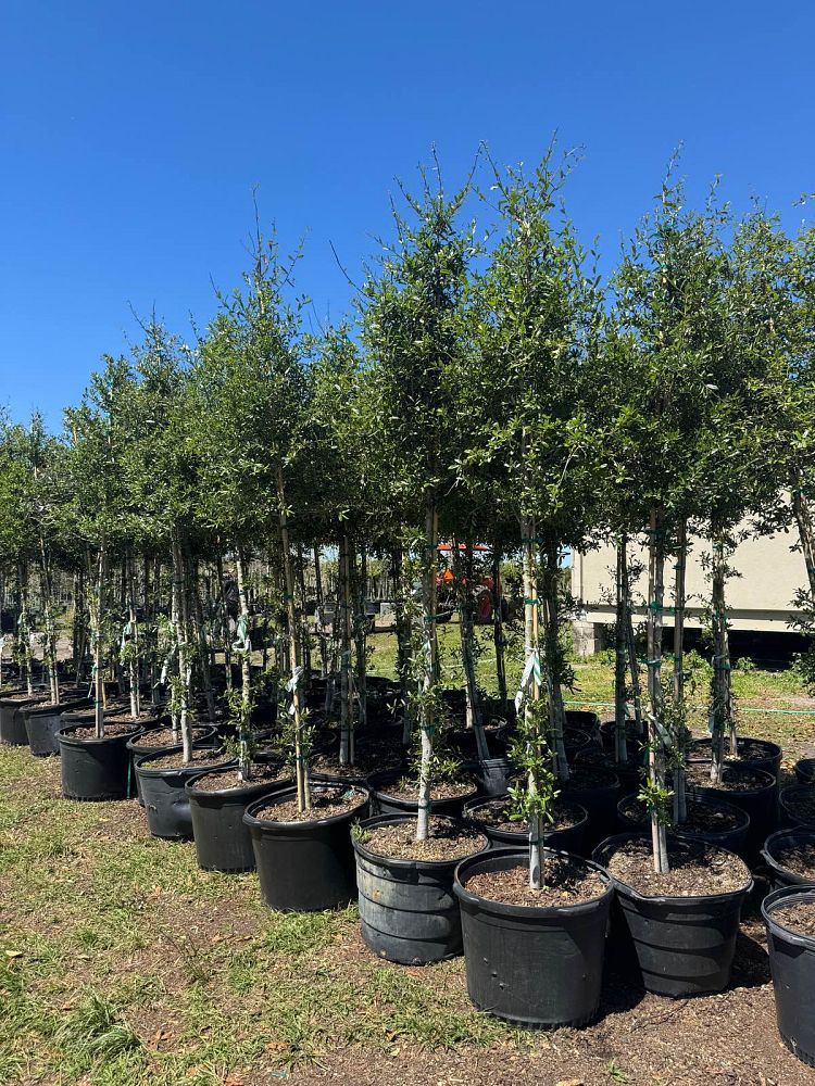 quercus-virginiana-live-oak-southern-oak-tree