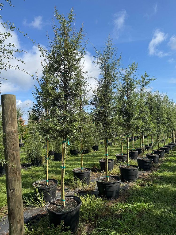 quercus-virginiana-live-oak-southern-oak-tree