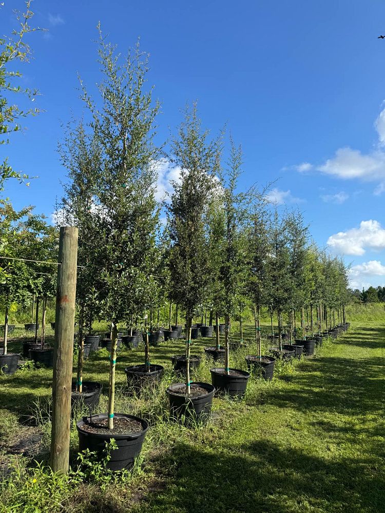 quercus-virginiana-live-oak-southern-oak-tree