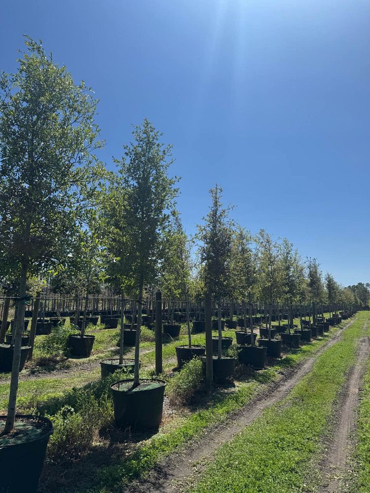 quercus-virginiana-live-oak-southern-oak-tree