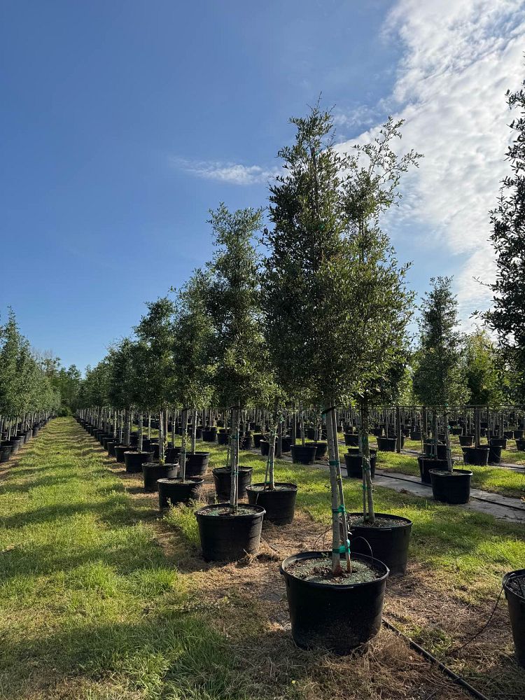 quercus-virginiana-live-oak-southern-oak-tree