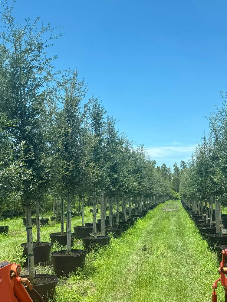 quercus-virginiana-live-oak-southern-oak-tree