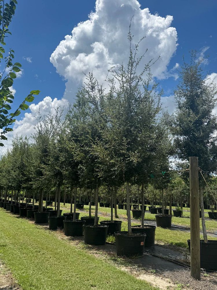 quercus-virginiana-live-oak-southern-oak-tree