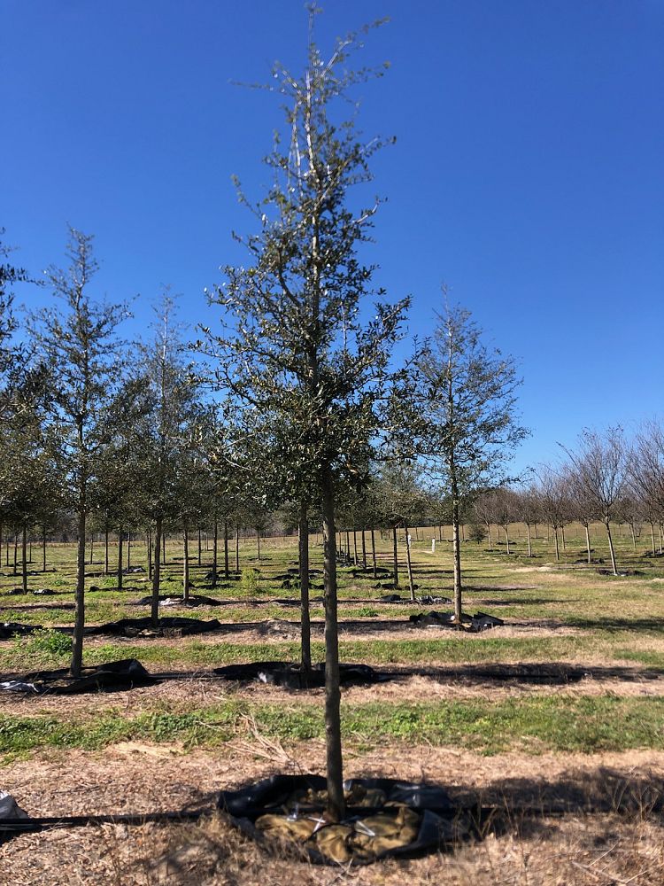 quercus-virginiana-live-oak-southern-oak-tree