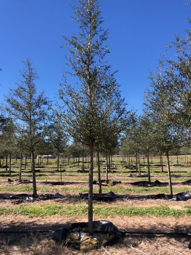 quercus-virginiana-live-oak-southern-oak-tree