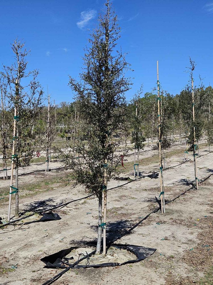 quercus-virginiana-live-oak-southern-oak-tree