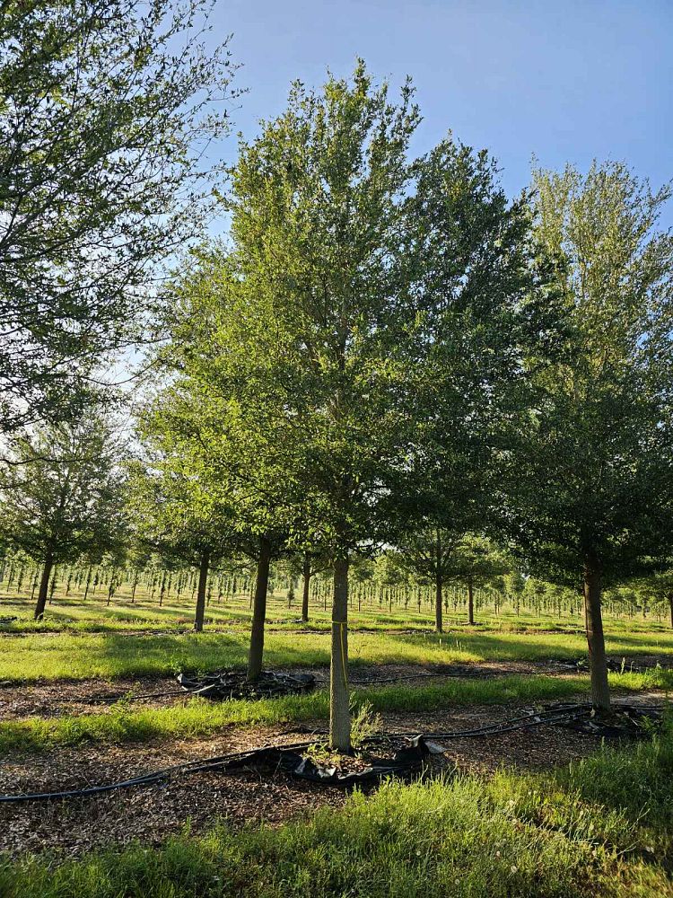 quercus-virginiana-live-oak-southern-oak-tree