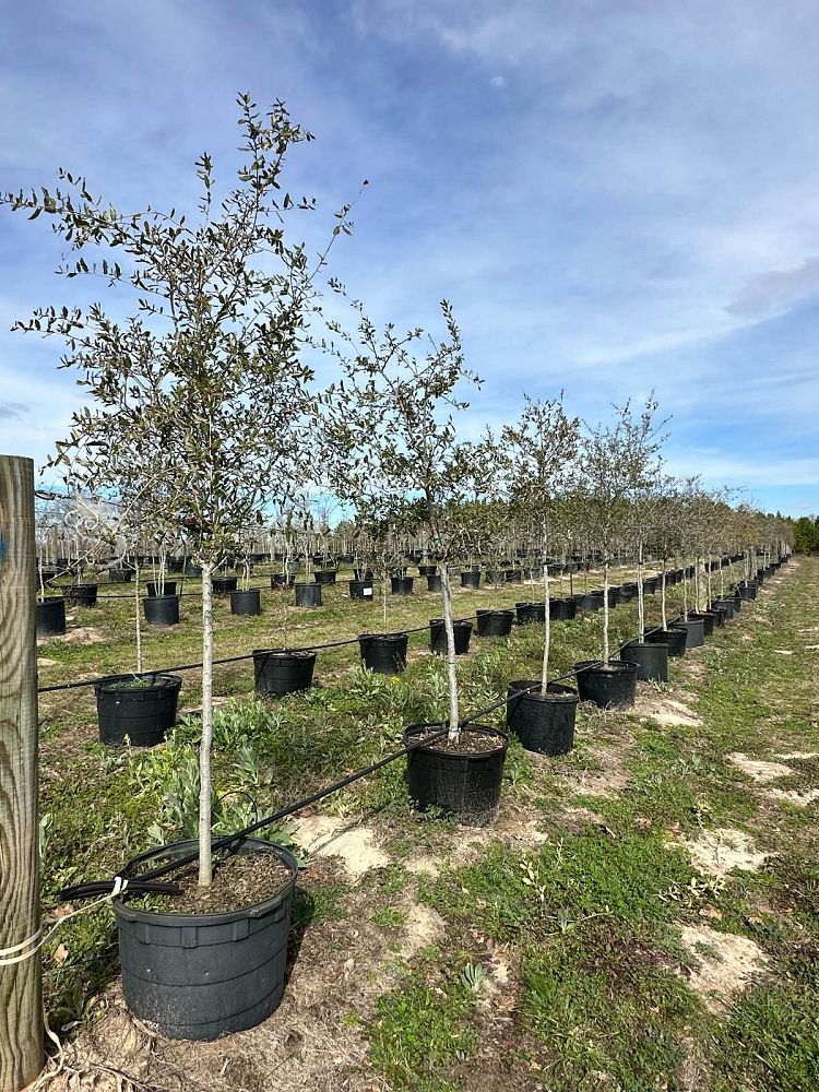 quercus-virginiana-live-oak-southern-oak-tree