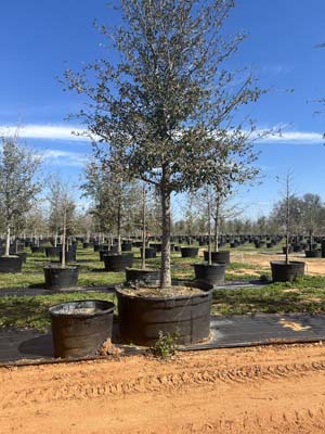 quercus-virginiana-live-oak-southern-oak-tree