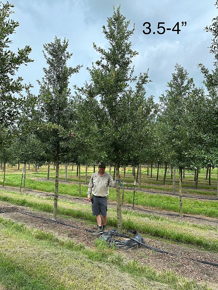 quercus-virginiana-live-oak-southern-oak-tree